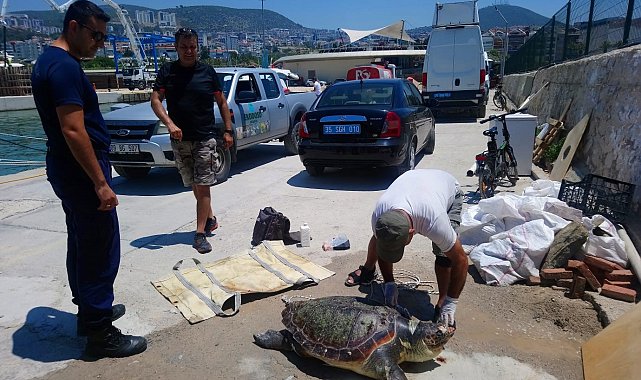 Kuşadası'nda deniz kaplumbağası ölü olarak bulundu