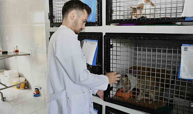 Kuşadası'nda sahipsiz can dostların ihtiyaçları ücretsiz karşılanıyor