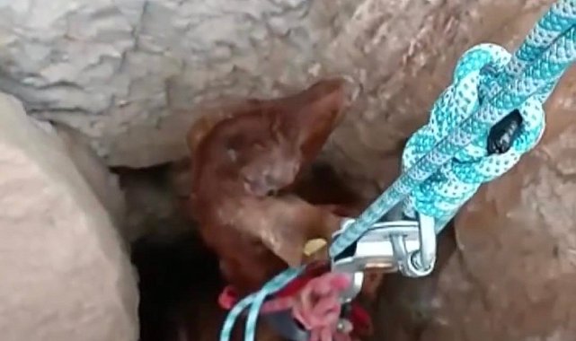 Kuyuya düşen keçi 2 saatlik çalışmayla kurtarıldı