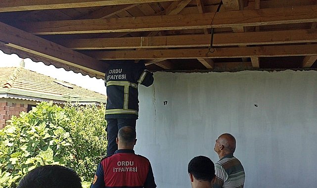 Ordu'da itfaiye ekipleri mahsur kalan yavru kedi ile 4 baykuşu kurtardı