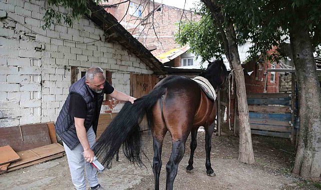 "Uludağ" isimli tay annesinin karnındayken satıldı