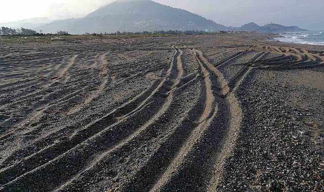Sahil magandalarına caretta caretta ve kum zambağı uyarısı