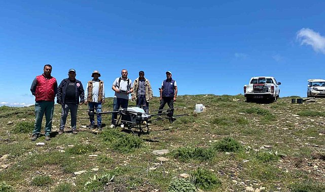 Salihli'de çekirgeye karşı dron ile mücadele