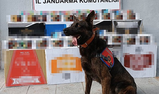 Samsun'da jandarmadan kaçak makaron operasyonu