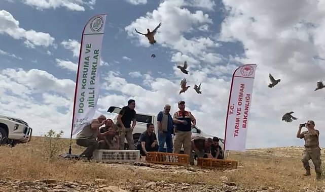 Şanlıurfa'da yüzlerce kınalı keklik doğaya bırakıldı