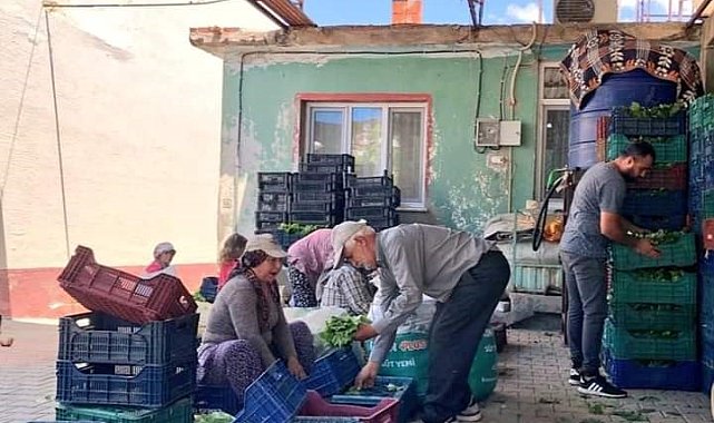 Sarıgöl'de taze yaprak alımları hız kazandı