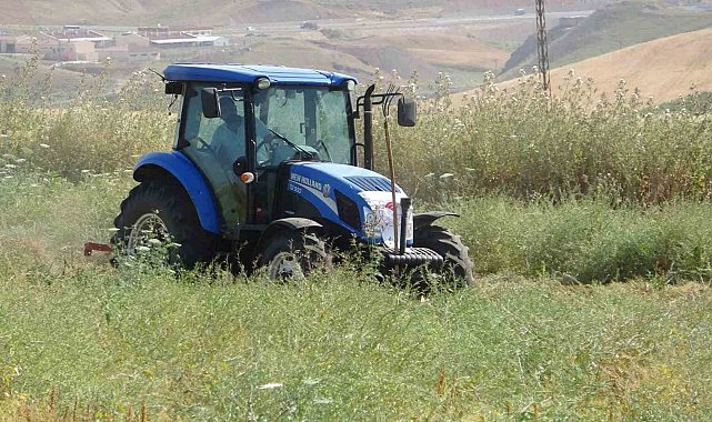 Siirt'te kırmızı mercimekte hasat sürüyor