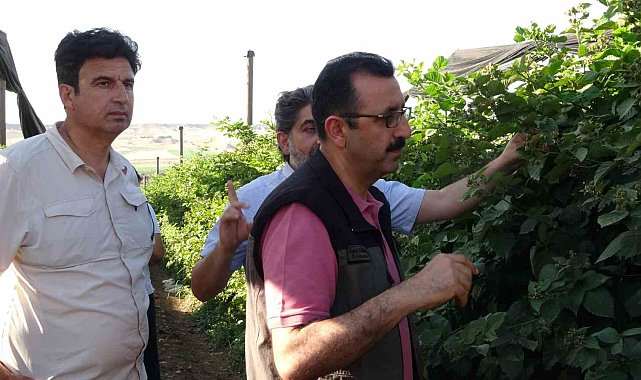 Siirt'ten 34 ülkeye böğürtlen ihraç ediliyor