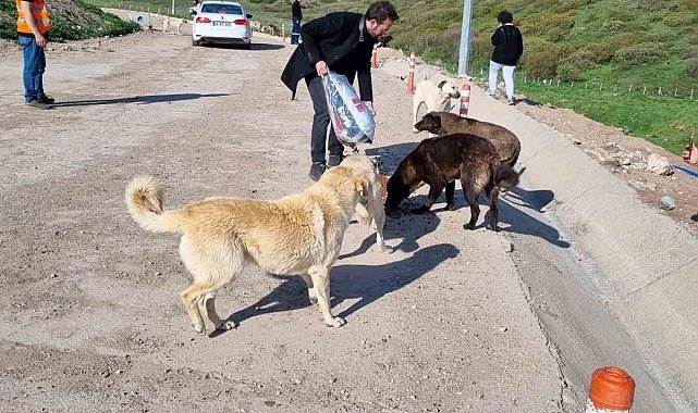 Sokak hayvanları için sosyal sorumluluk projesi