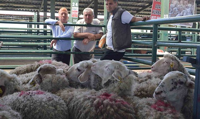 Tavşanlı'da hayvan pazarında ilk gün