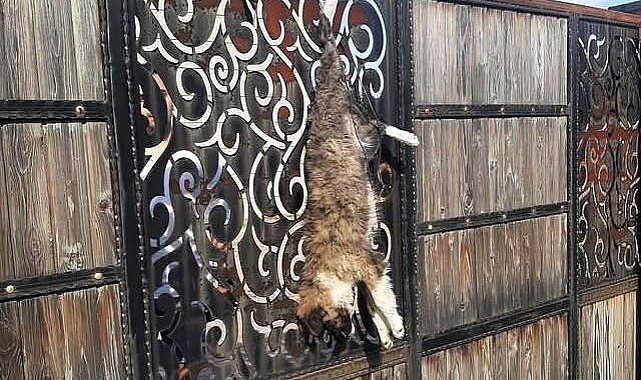 Turgutlu'da sokak köpeğini çiftlik evinin kapısına astılar