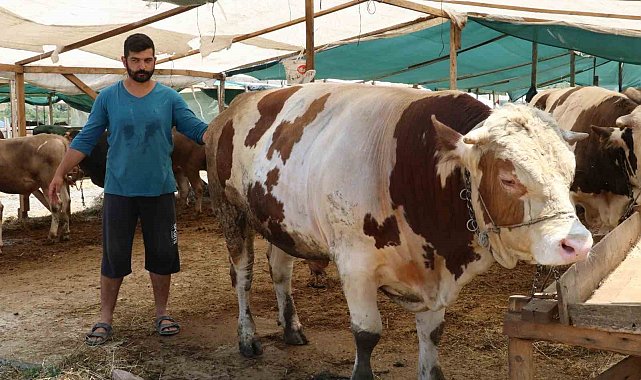 Yalova Kurban Pazarı'nın 'Şampiyon'ları alıcılarını bekliyor