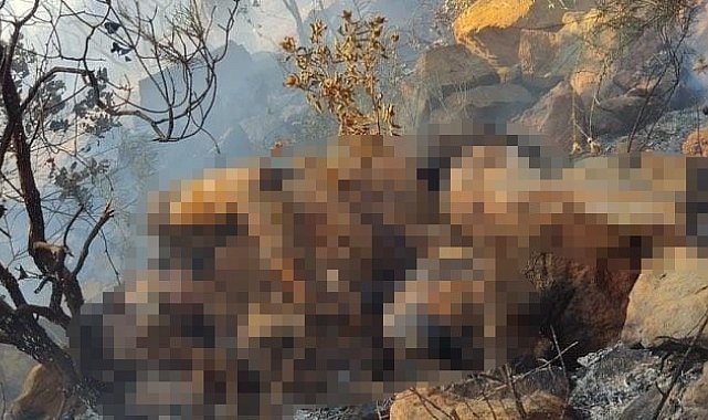 Yangında cesedi bulunmuştu, boğularak öldürüldüğü ortaya çıktı
