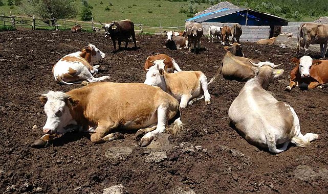 Yozgat'tan büyükşehirlere kurbanlık sevkiyatı başladı