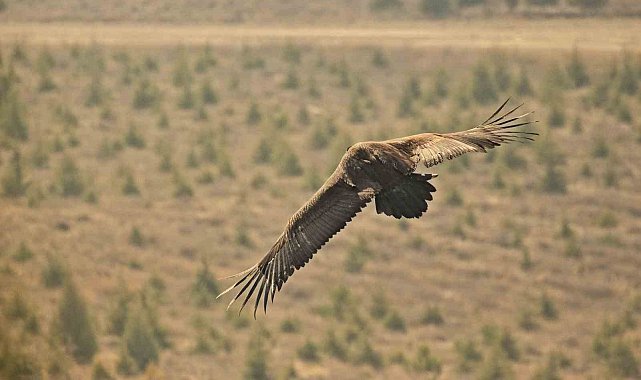 Yunanistan'da bakılan kara akbaba Eskişehir'e göçtü