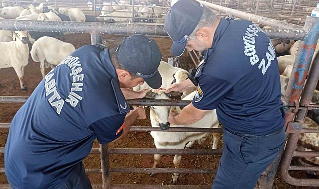 Zabıta ekipleri kurban bayramı öncesi denetimlere aralıksız devam ediyor