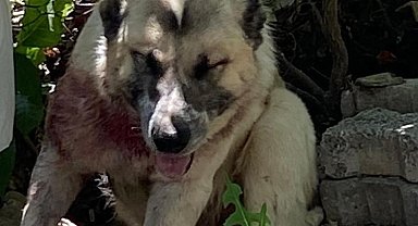 Aracın çarptığı çoban köpeğine cerrahi müdahale