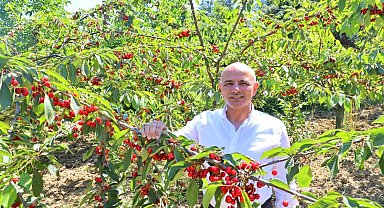 Başkan Söğüt: "Kiraz yetiştiricilerine desteğimiz sürecek"