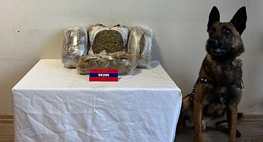 Bolu'da 5 kilo uyuşturucuyu narkotik köpeği "Bıçak" yakaladı: 5 gözaltı