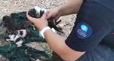 Dumandan etkilenen yavru kediyi kalp masajı ve suni teneffüsle hayata döndürdü