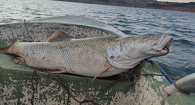 Fırat Nehri'nde 30 kiloluk turna balığı oltaya takıldı