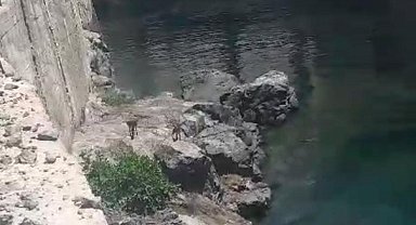 Karakaya Barajı kıyısında mahsur kalan dağ keçileri kurtarıldı
