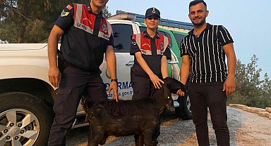 Kilis'te kaybolan keçiyi Jandarma buldu