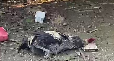 Nefesi tükenen horoz öterken bayıldı