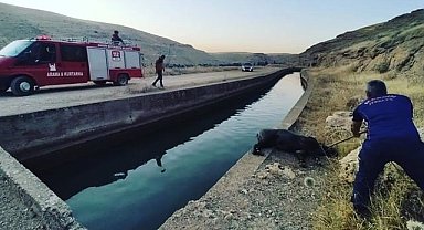 Nusaybin'de sulama kanalına düşen domuzu itfaiye ekipleri kurtardı