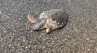 Ölü caretta caretta sahile vurdu