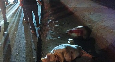 Otomobil koyun sürüsüne çarptı: 2 kişi yaralandı