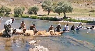 Siirt'te yıllardır kuzu yıkama günü gerçekleştiriliyor