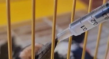 Yaralı bulduğu Kaz Gölü misafirini tedavi ettirdi